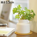 フェイクグリーン モンステラ S 人工観葉植物 エクリア ( ミニ 観葉植物 造花 CT触媒 光触媒 消臭 防汚 抗菌 簡単 清潔 安心 インテリア 玄関 デス...