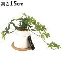 フェイクグリーン シュガーバイン S 人工観葉植物 エクリア ( ミニ 観葉植物 造花 CT触媒 光触媒 消臭 防汚 抗菌 簡単 清潔 安心 インテリア 玄関 ...