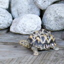 オブジェ インドホシガメ ペットバンク 貯金箱 ( 置物 動物 雑貨 アニマル リアル 飾る 卓上 ディスプレイ フィギュア マスコット 亀 カメ リアルアニマル リビング 机上 オーナメント インテリア ギフト かわいい )【3980円以上送料無料】