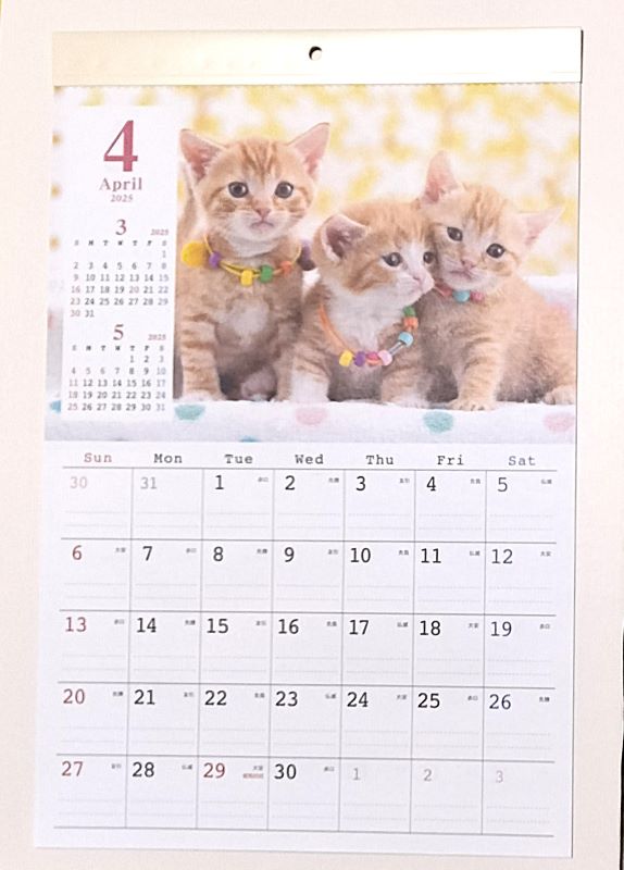4月始まり カレンダー 2025 壁掛け A3サイズ 可愛いネコ写真 送料込 42cm×30cm 子猫 2025年 六曜 祝日 前後一ヵ月カレンダー付 壁掛けカレンダーのサムネイル