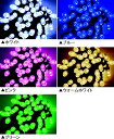 本商品は下記商品のセット価格となります。 単品で購入するよりもお得となります。 一部商品が品切れの場合は商品内容、価格につきましてご相談、ご連絡させていただきます。 プレミアムスリムLEDストリングライトブラックコード　(ホワイト、ブルー、ピンク、ウォームホワイト、グリーン） プレミアムスリムLEDストリングライト　共通パワーコード