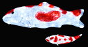 ※アイコン右下は鯉を上から見た画像となっております。 ★アニマルイルミネーション ★LEDクリスタルグロー　鯉　紅白 ★土台付きで角度の調整が出来るので、本当に泳いでいるような演出効果を作れます。 ★ディープな鯉マニアの方々にも、きっと満足頂ける珍しい鯉のイルミネーションです。 ・サイズ：600（W）×220（H）×220(D)mm、7kg（スタンド込） ・消費電力：4W ・LED球数：90球 ・スタンド組立式、スタンド角度調整可能 ・連結不可 ・常時点灯 ・クリスタルグロー色付き ・防雨仕様 ※画像は使用イメージです。　他の商品は付属しません。本商品のアイコンの色以外に輝いている鯉は他の鯉がございます。　当店舗内で「イルミネーション　鯉」と検索ください。 ※電源等の取り扱いはご注意下さい。