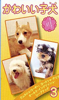 【中古】かわいい子犬(3) [VHS]