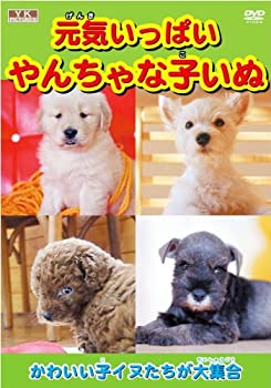 š۸äѤ ʻҤ AYK-102 [DVD]