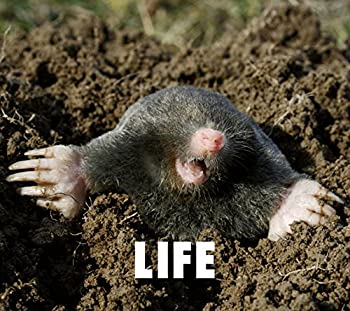 【中古】LIFE(初回生産限定盤)(DVD付)