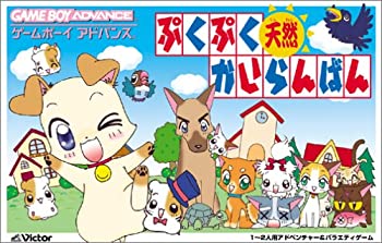 【中古】ぷくぷく天然かいらんばん 【中古】ぷくぷく天然かいらんばん
