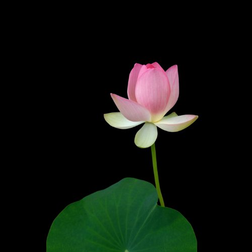 【中古】PEACE PRAYER