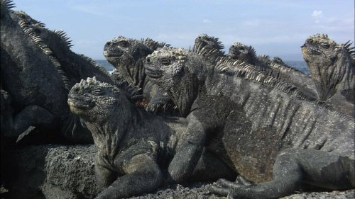 【中古】ワイルドライフ 進化の島 ガラパゴス ウミイグアナ 豊かな海に泳ぎ出せ [Blu-ray]
