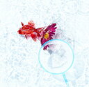 【中古】アスター(初回生産限定盤)(DVD付)