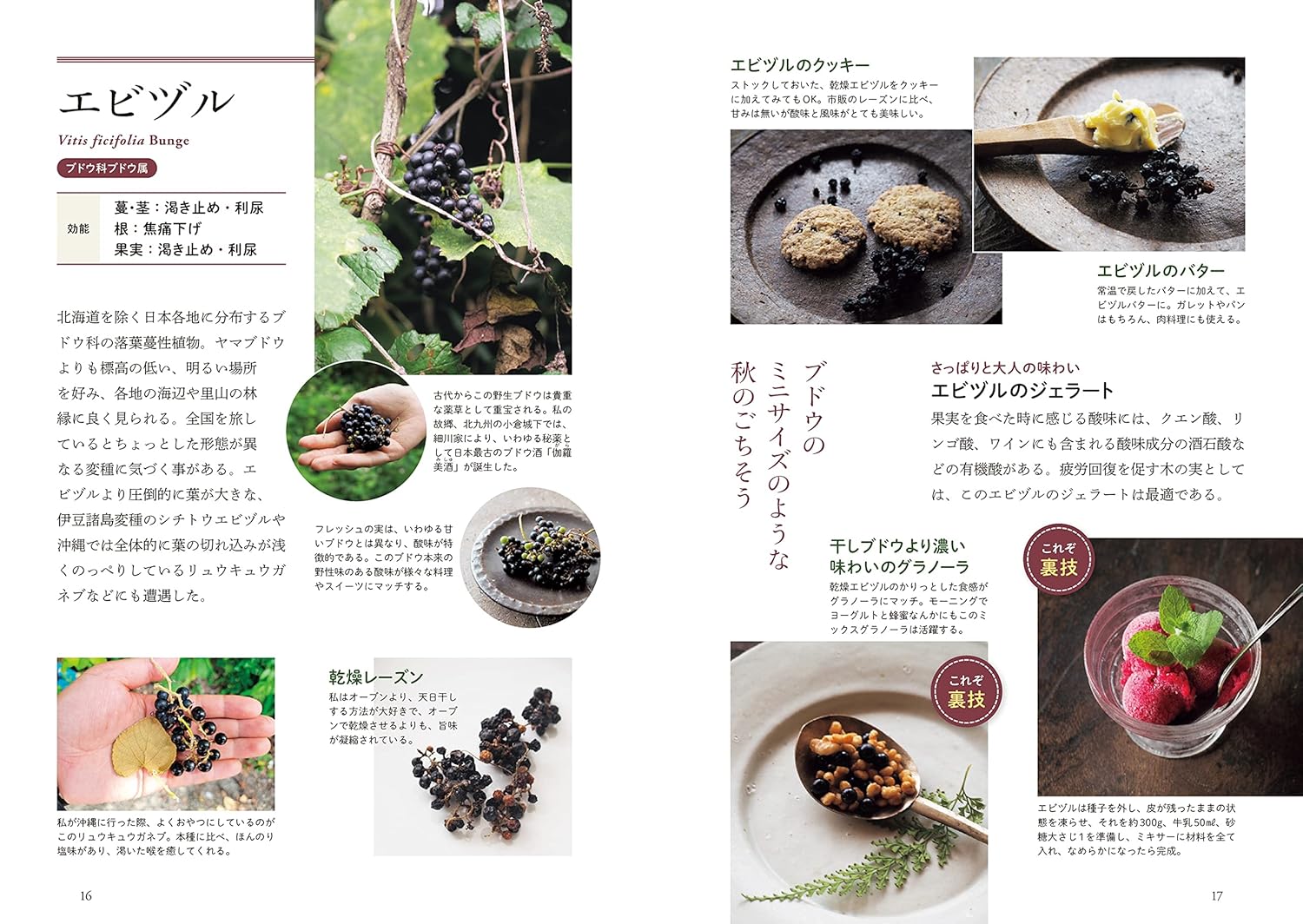 【新品】 野草がハーブやスパイスに変わるとき