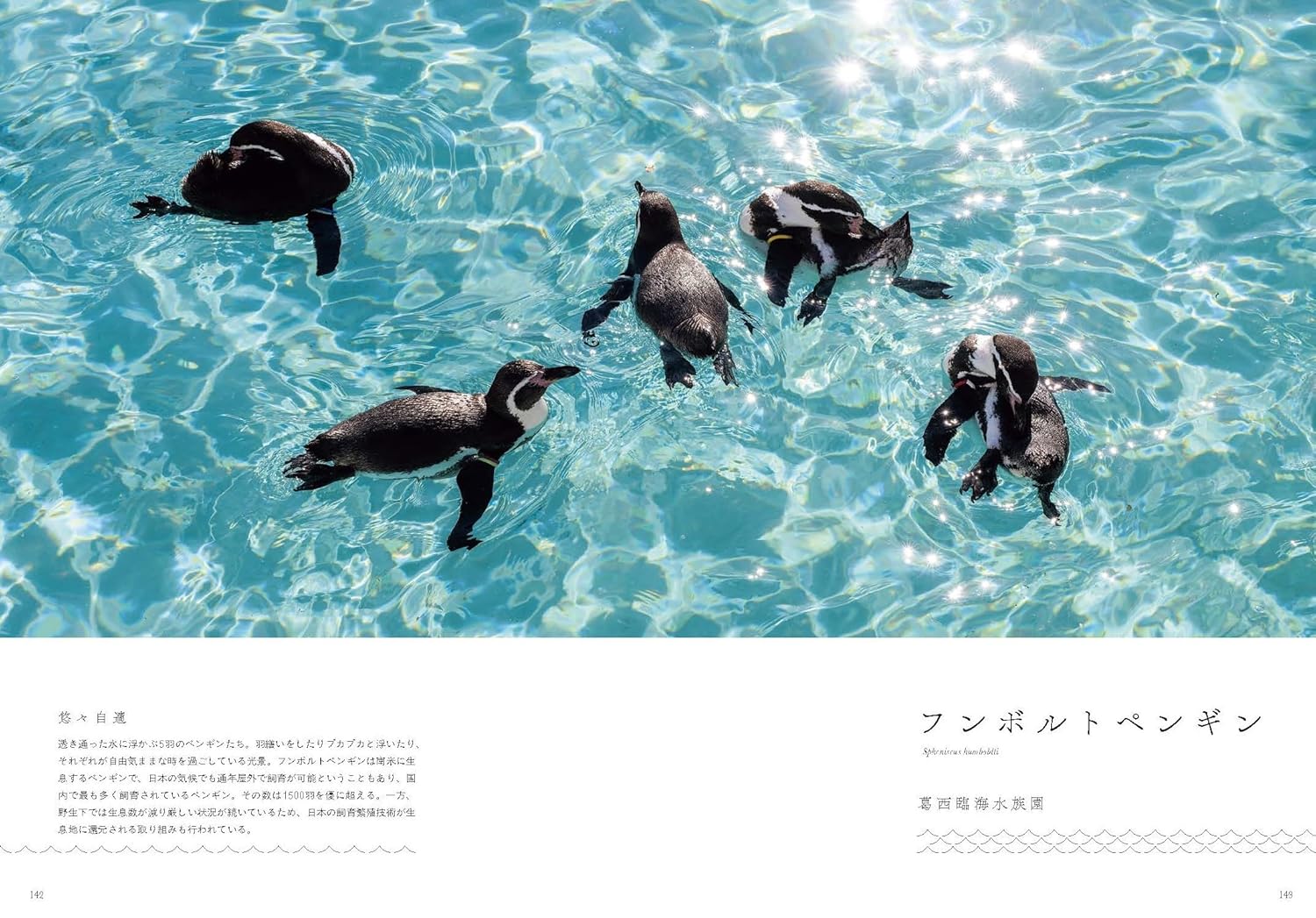 【新品】水族館の美しい生きものたち -Aquarium Gradation- 2
