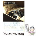 【中古】 待っている犬 東日本大震災で被災した犬猫たち / ドックウッド / 角川書店(角川グループパブリッシング) [単行本]【メール便送料無料】【あす楽対応】