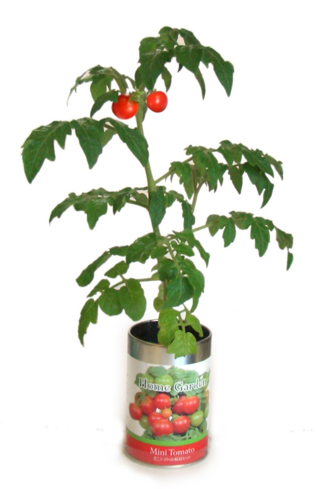 栽培セット ホームガーデン 園芸 ガーデニング インテリア ギフト 室内 かわいい 栽培キット ミニトマト スイートバジル ワイルドストロベリー イタリアンパセリ トウガラシ 2