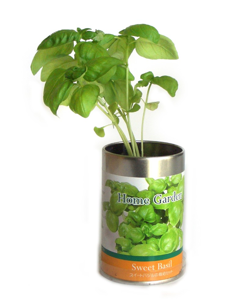 栽培セット ホームガーデン 園芸 ガーデニング インテリア ギフト 室内 かわいい 栽培キット ミニトマト スイートバジル ワイルドストロベリー イタリアンパセリ トウガラシ 3