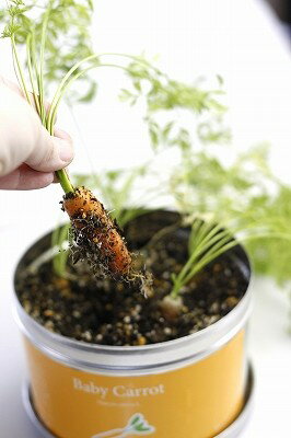 お料理に使えるミニニンジンの栽培セットです。 小さなフィンガータイプで生育の早いニンジンです。 甘味があり、そのまま野菜スティックやピクルス、サラダに利用できます！ 缶の中には種と説明書・土が入ってますので初心者の方でも簡単に楽しく栽培が始められます。 標準蒔き時：春・秋 発芽目安：1〜2週間商品詳細サイズ直径14×高さ9．6cm材質スチール缶生産国日本／種：アメリカ送料について■送料 送料無料。但し、沖縄・離島を含む(一部配送不可地域)のご注文は配達不可のためキャンセルさせて頂きます。