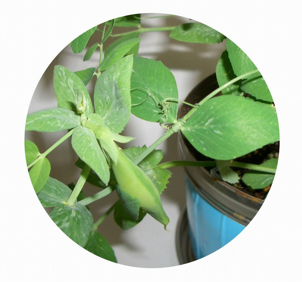 栽培セット リトルガーデンプロ スナックエンドウ 園芸 ガーデニング インテリア ギフト 室内 かわいい 栽培キット 2