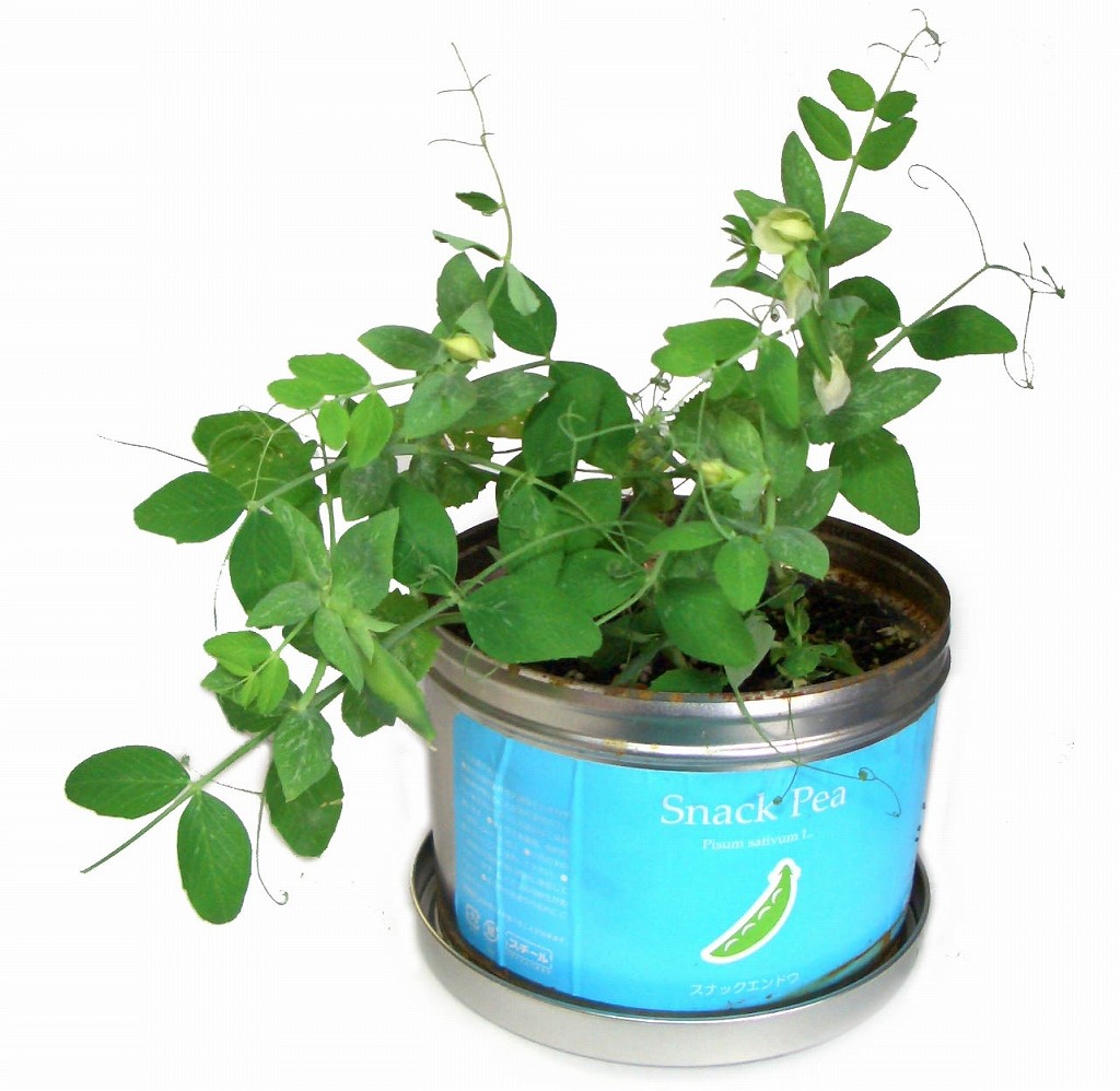 栽培セット リトルガーデンプロ スナックエンドウ 園芸 ガーデニング インテリア ギフト 室内 かわいい 栽培キット 3