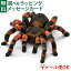 ᡼OK schleich 14829 饤 ưʪ ե奢   Ҷ