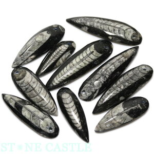 ☆高品質☆【ペンダント】オルソセラス化石(イカ) (モロッコ産)【パワーストーン 天然石 アクセサリー レディース メンズ】