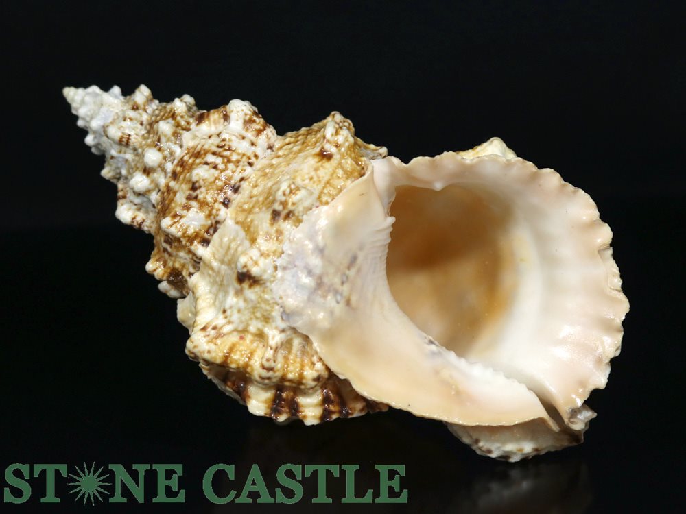 ☆一点物☆【置き石】貝殻 (オオナルトボラ) No.01 【パワーストーン 天然石 アクセサリー】