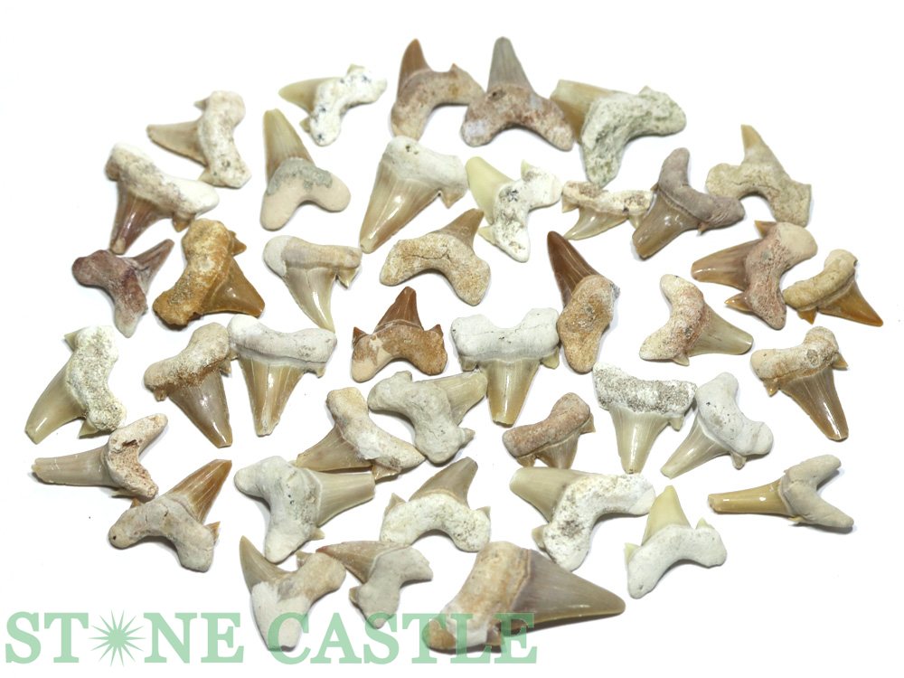 【化石】鮫の歯 (小) 約70gパック No.01 ★特価★【パワーストーン 天然石 アクセサリー レディース メンズ】