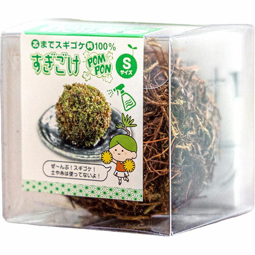 ビックアロー 【5個セット】 スギゴケのこけ玉 すぎごけPOMPON ponX5(bigarrow-sugigokepom) 取り寄せ商品