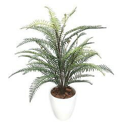 タカ印 人工観葉植物　タマシダ　Mサイズ(32-8711) 取り寄せ商品