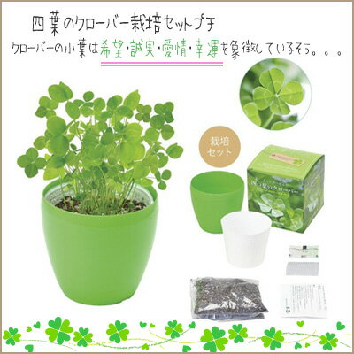 楽天市場 栽培キット 植物 四葉 クローバー 四葉のクローバー栽培セットプチ プチギフト 植物 クローバー 四つ葉 栽培セット 植物 種 ホワイトデー 新生活 母の日 父の日 プレゼント ぷちぎふと工房 コンサルジュ