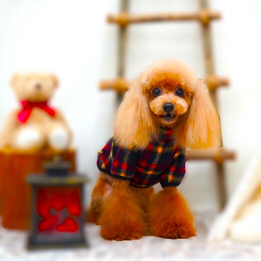 【チェックハイネックプルオーバー】concoco 犬 犬服 小型犬服 リード ハーネス 首輪 散歩バッグ スリング おもちゃ 小型犬 ペットバギー クレート グッズ リュック 冬 秋冬 クリスマス ギフト フォトブース バースデイ 犬祭り 初詣 お出かけ 撮影 防寒 ブランド コンココ