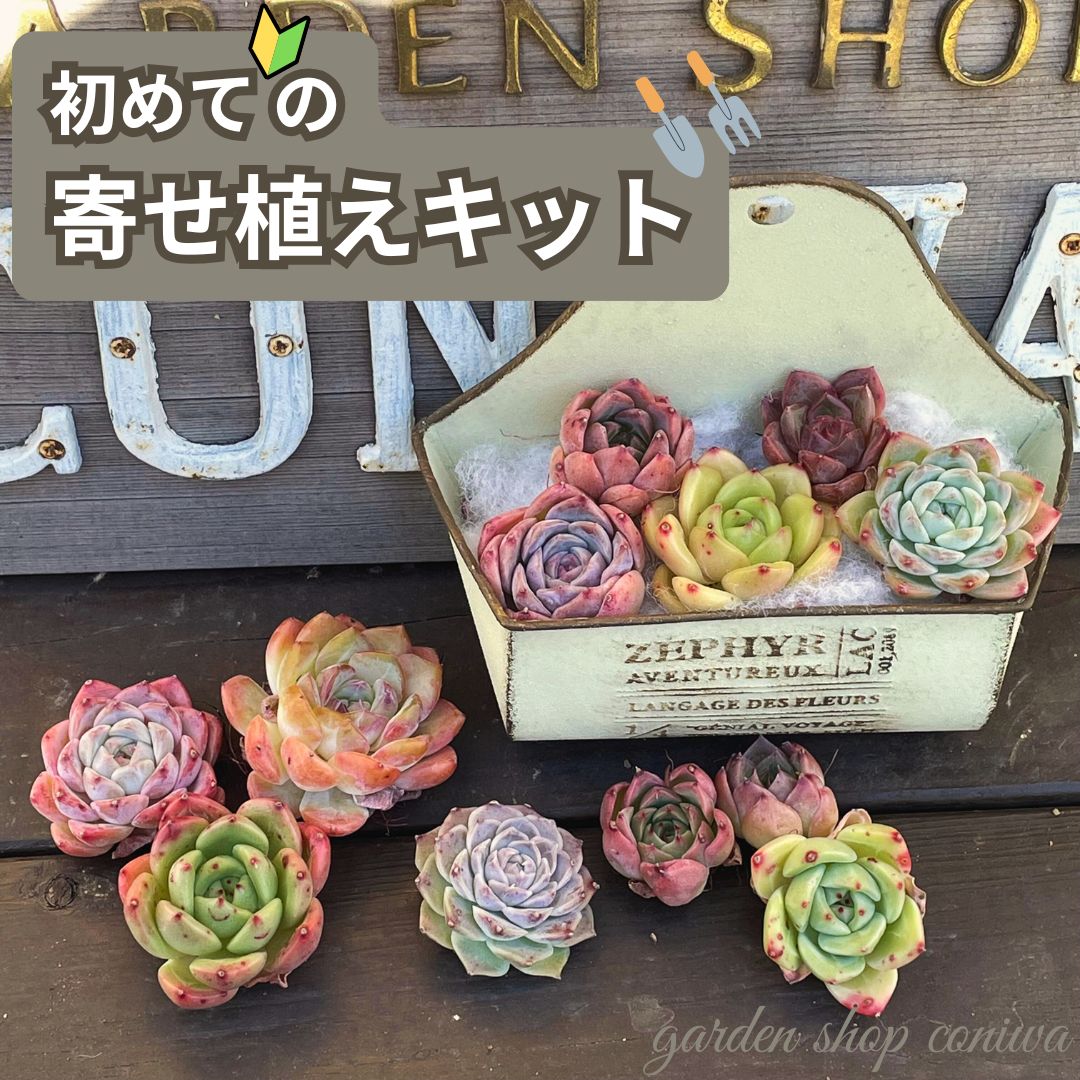 多肉植物 セット 寄せ植え キット エケベリア 多肉植物 多肉苗 初心者 かわいい 送料無料のサムネイル