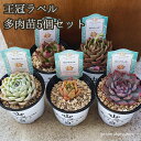 多肉植物 エケベリア 5個 セット 苗 王冠ラベル プレミアムサキュレント エッセンス ホワイトヒル ピンクドレス アスカ セレナーデ 送料無料 福袋