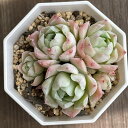 多肉植物 エケベリア ローズエレガンス 多肉 苗