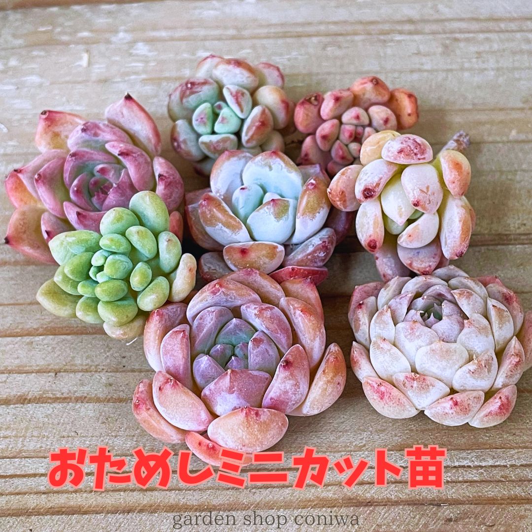 楽天市場】多肉 植物 激安の通販 楽天市場】多肉 植物 激安の通販