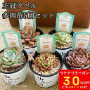 【ワケアリ30%OFFクーポン】 多肉植物 エケベリア 5個おまかせ セット 苗 王冠ラベル プレミアムサキュレント 送料無料 福袋