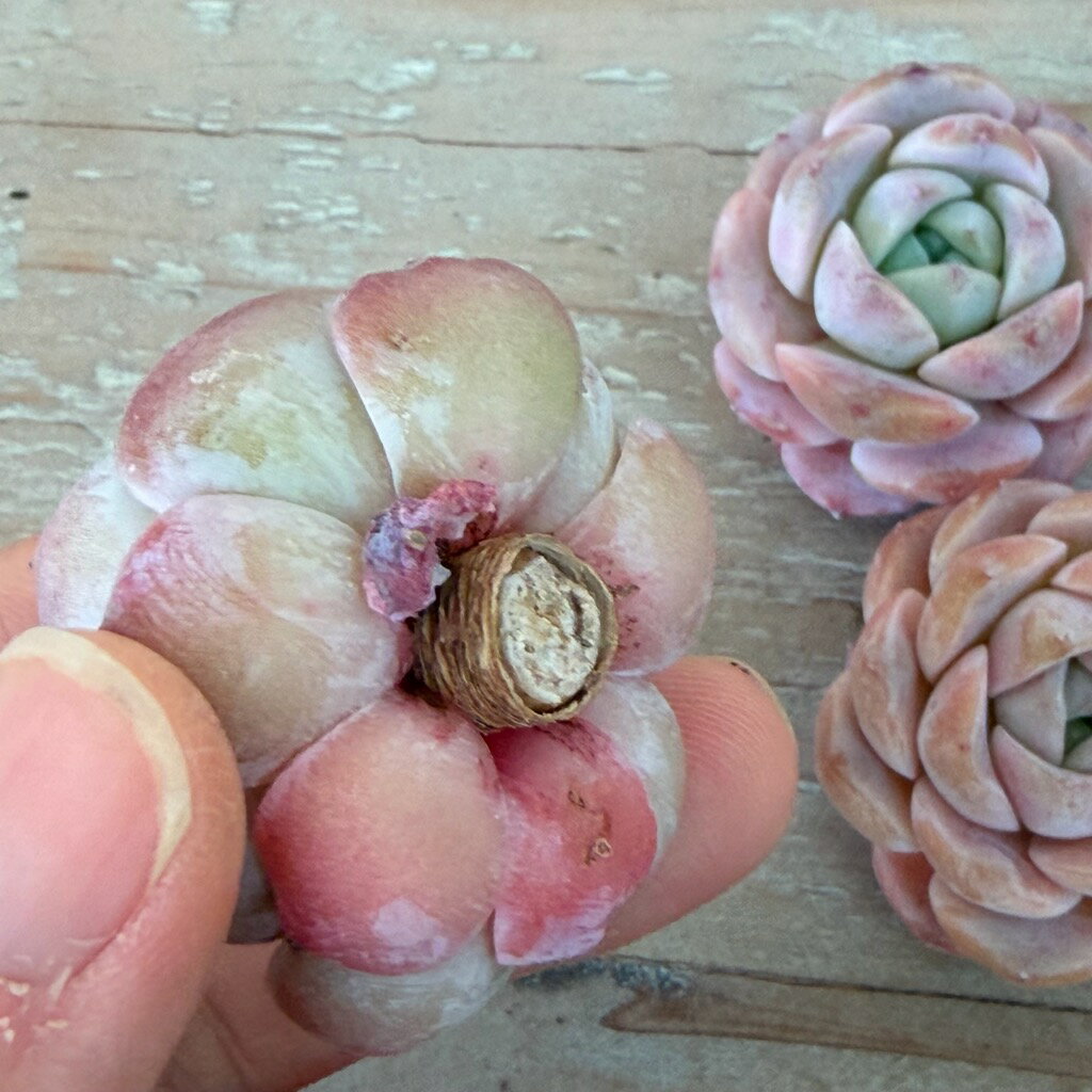 多肉植物 エケベリア エリークイーン×ヘレナ 多肉 苗 カット苗