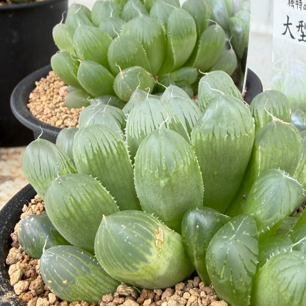 商品画像2