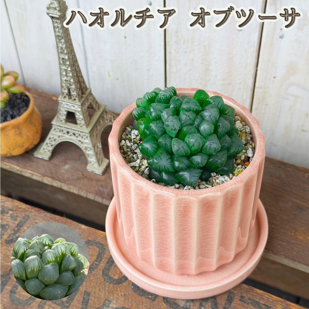観葉植物ハオルチア多肉植物オブツー...