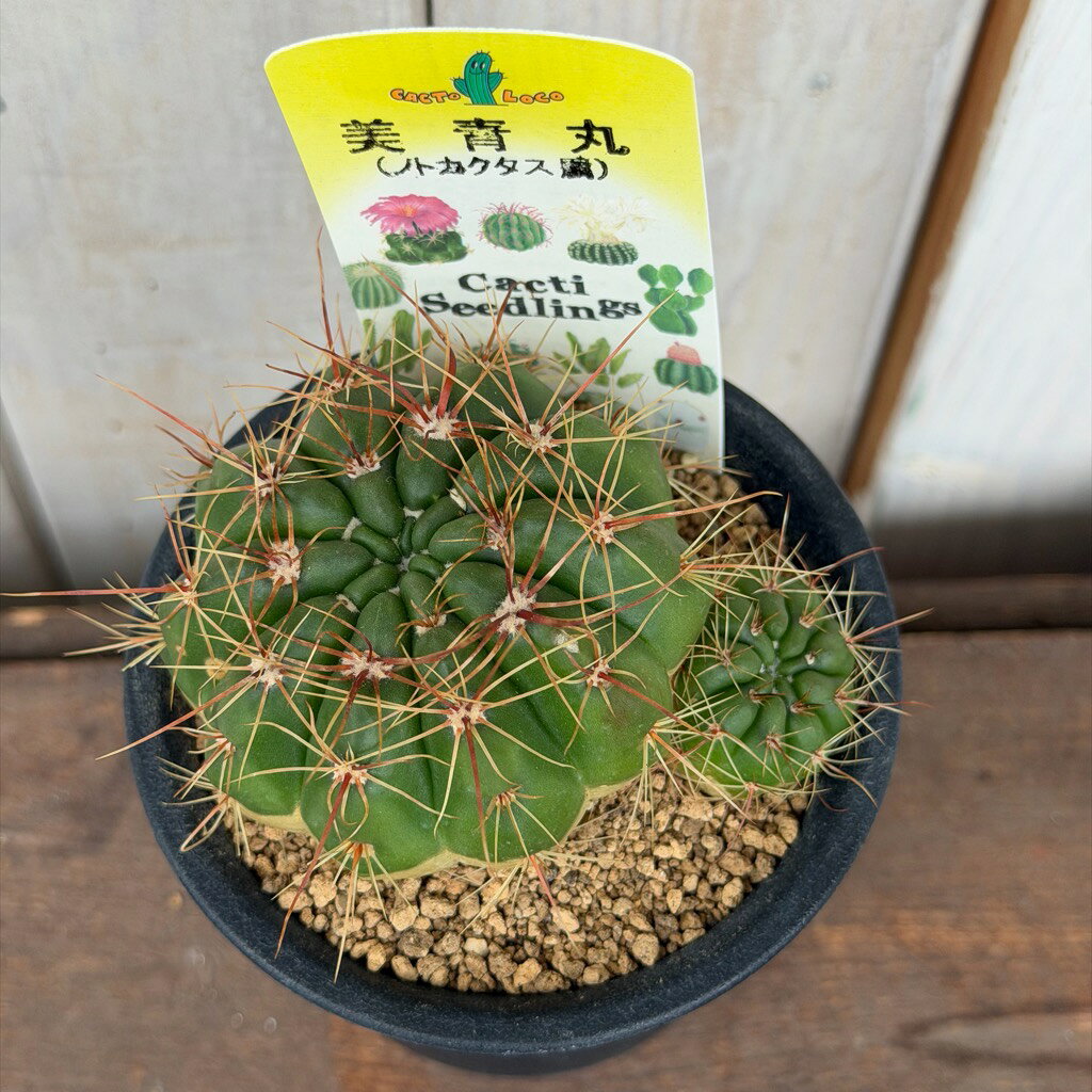 楽天市場】サボテン ノトカクタス（観葉植物｜花・観葉植物）：花
