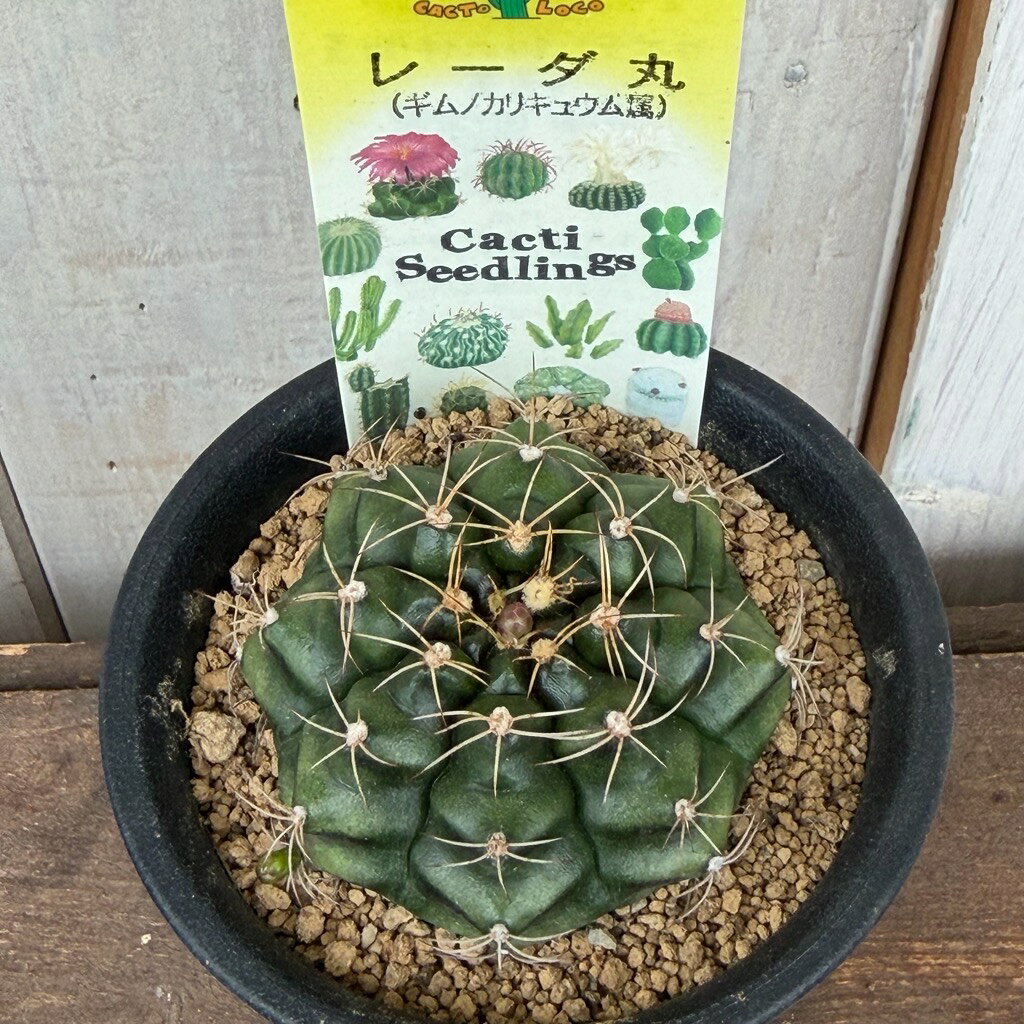 麗蛇丸