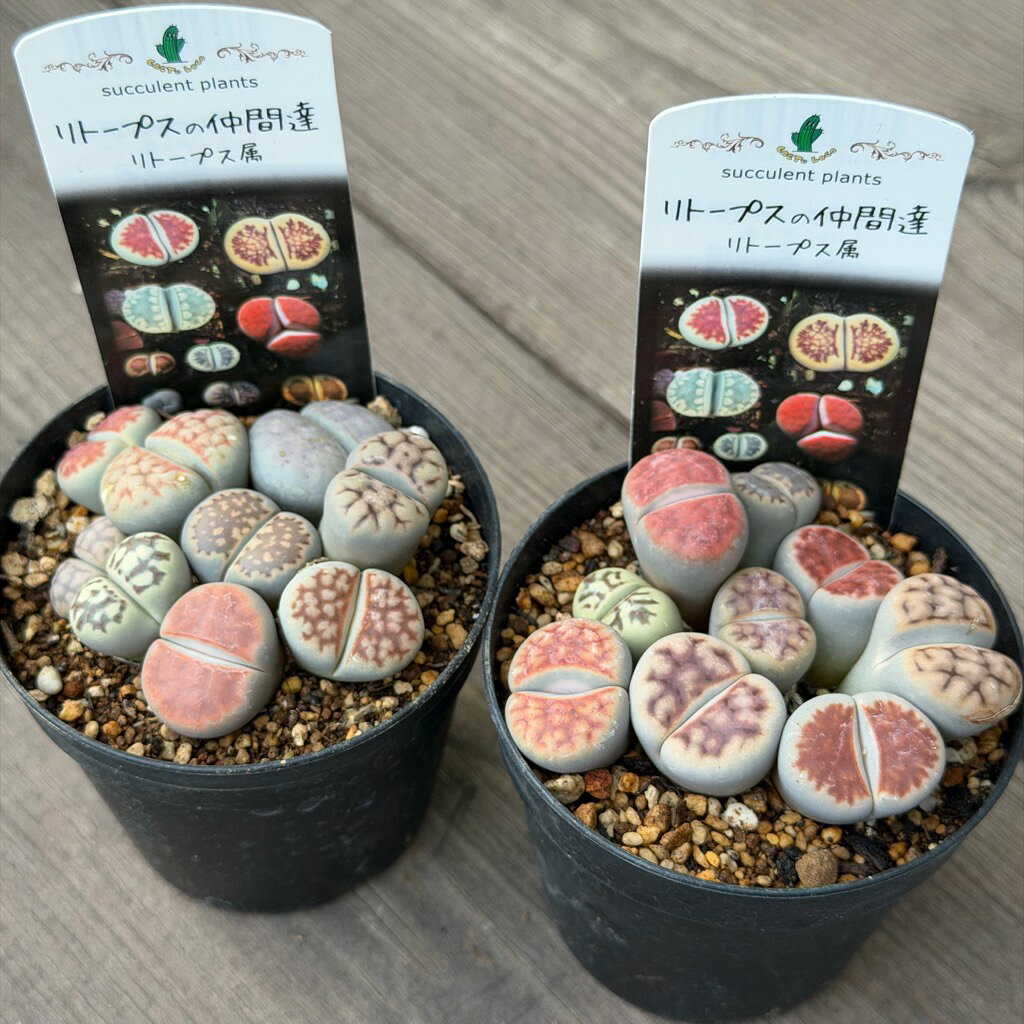 楽天市場】多肉植物リトープスの通販