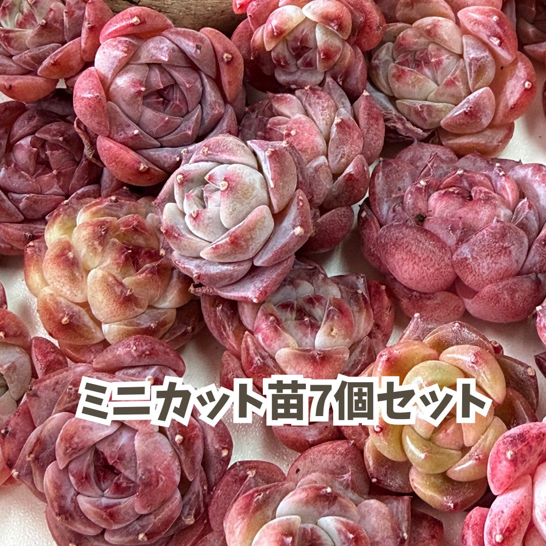 楽天市場】多肉植物エケベリアの通販