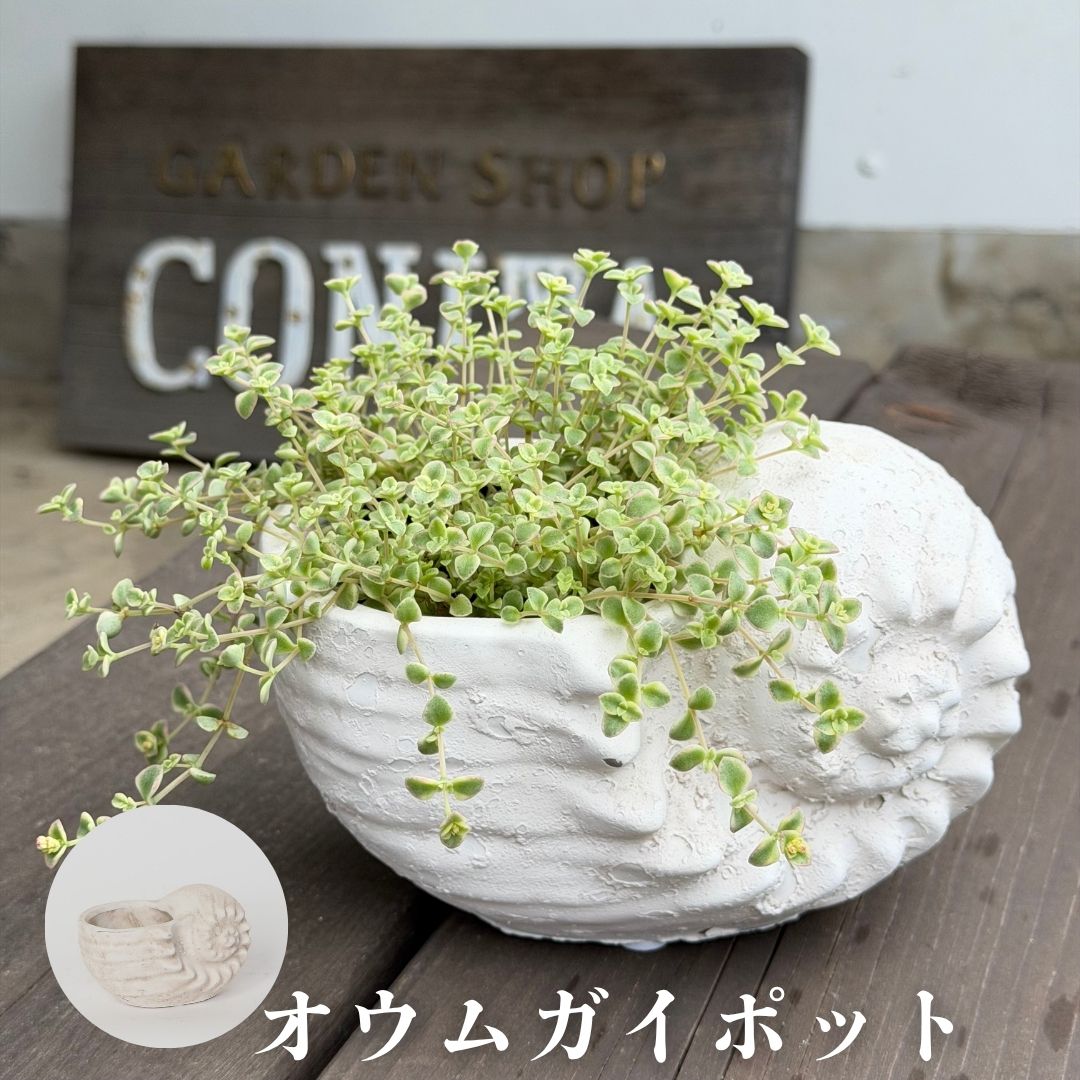 楽天市場】オウムガイ（花・ガーデン・DIY）の通販