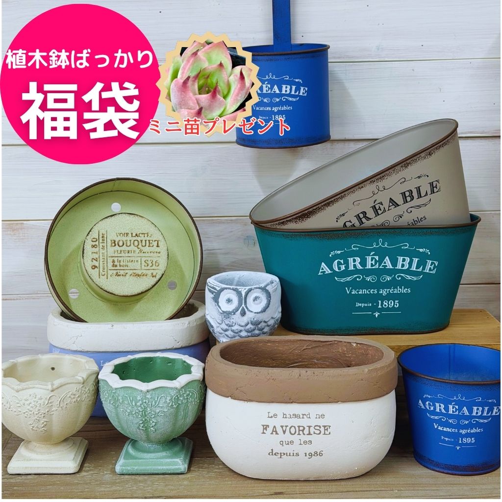 ミニ苗プレゼント【 植木鉢 ばっかりセット】多肉植物 鉢 福袋 かわいい おしゃれ プランター 寄せ植え ブリキ 送料無料 ガーデニング雑貨 園芸用品