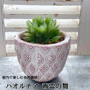 観葉植物 ハオルチア 青雲の舞 多肉植物 ハオルシア ジュエルプランツ 母の日 ギフト 小さい 花 プレゼント 誕生日 退職祝 送別 おすすめ 送料無料
