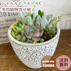 多肉植物寄せ植え シャルルドフルールMポット 多肉植物 ギフト 母の日プレゼント 父の日 新築祝 開店祝 誕生日 退職祝 内祝い 送料無料 鉢植え 花 ホワイトデー お返し おすすめ