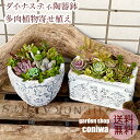 母の日 多肉植物 ダイナスティ陶器鉢 寄せ植え 誕生日 敬老の日 母の日プレゼント 父の日 退職 新築 開店 引っ越し 祝い ギフト プレゼント 送料無料 鉢植え 花 おしゃれ