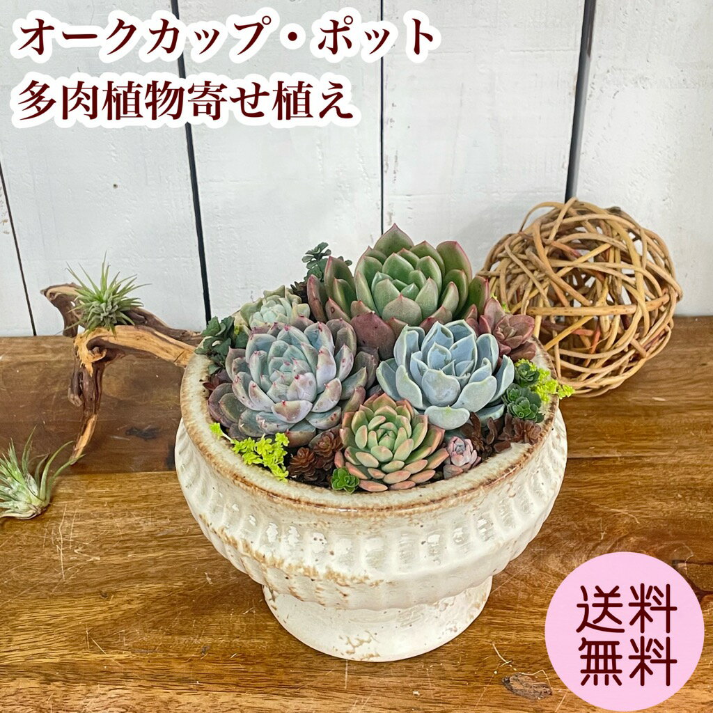 プレミアム 多肉植物寄せ植え オークカップ・ポット 多肉植物 鉢植え 花 プレゼント ギフト 送料無料 敬老の日 母の日 父の日 誕生日 退職祝 送別 おすすめ 日付指定可