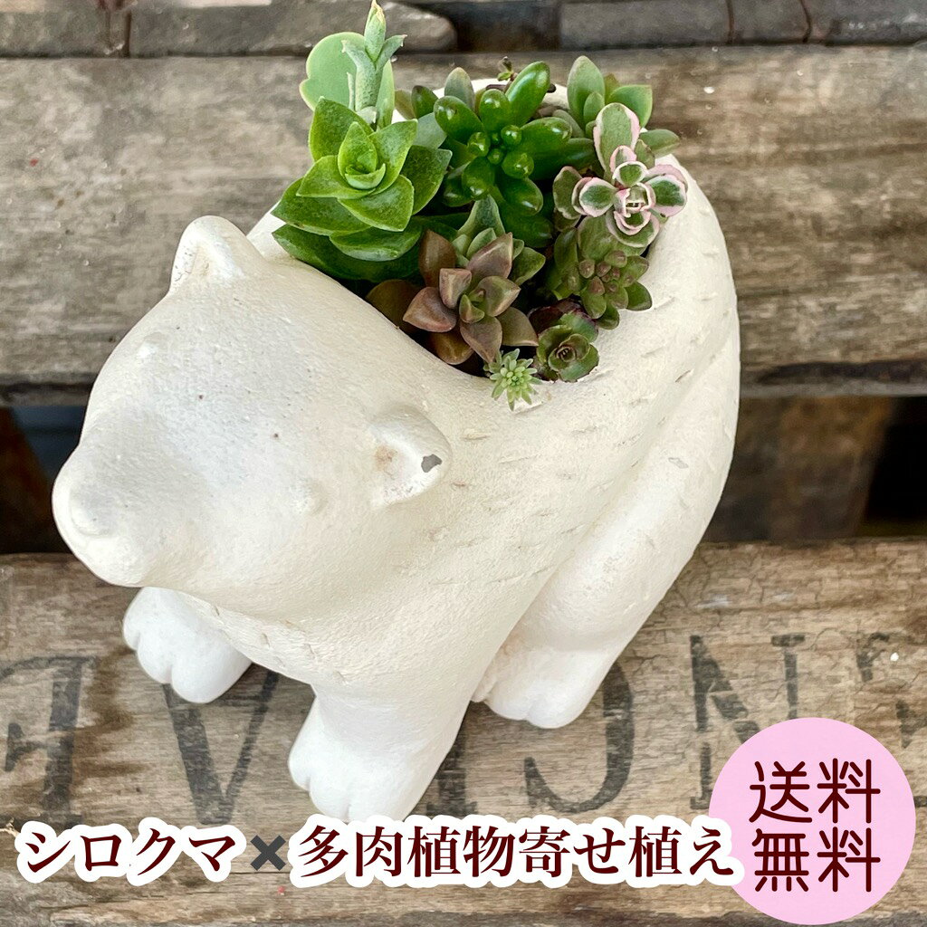 樂天商城 - 多肉植物寄せ植え シロクマ 多肉植物 鉢植え 送料無料 プレゼント 母の日 誕生日 退職祝 送別 お返し おすすめ