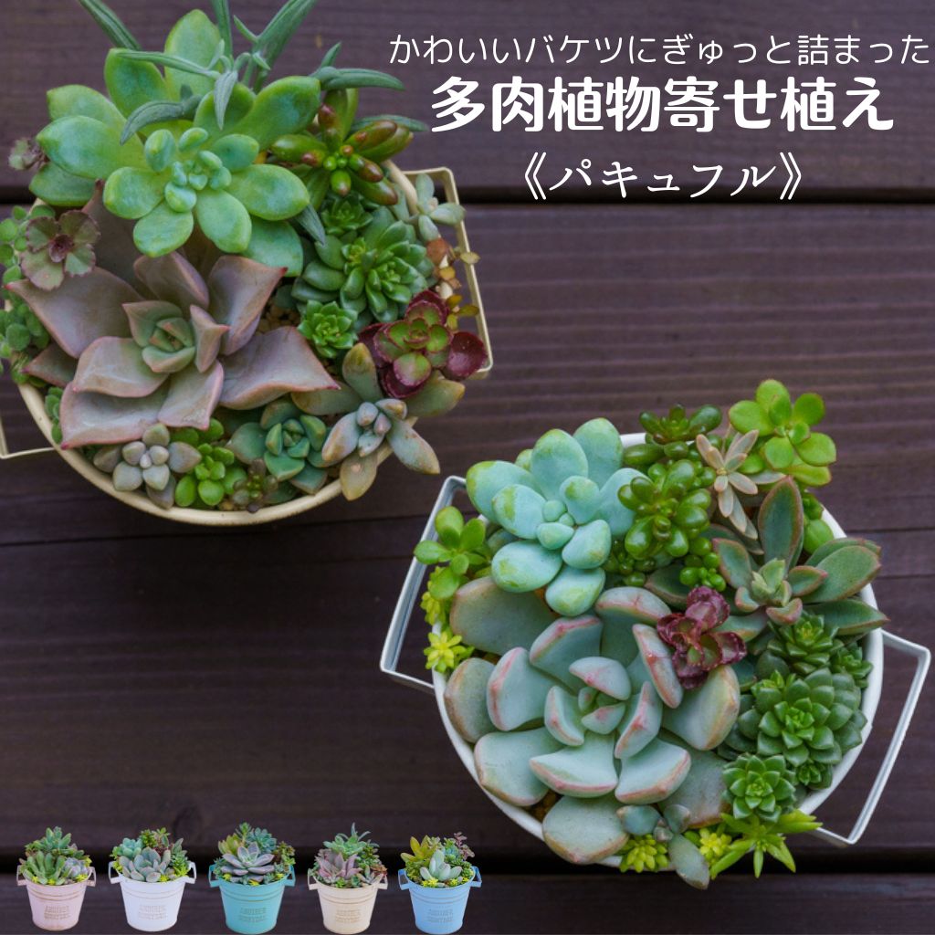 楽天市場】多肉植物 寄せ植え(サイズ(花束・観葉植物・盆栽 楽天市場】多肉植物 寄せ植え(サイズ(花束・観葉植物・盆栽