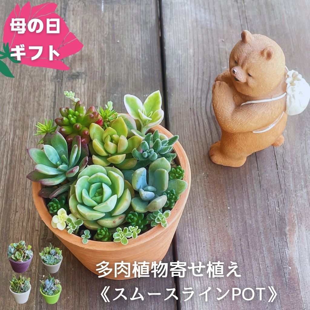 楽天市場】多肉植物 寄せ植え 鉢(サイズ(植木鉢)~ 3号)(花 楽天市場】多肉植物 寄せ植え 鉢(サイズ(植木鉢)~ 3号)(花